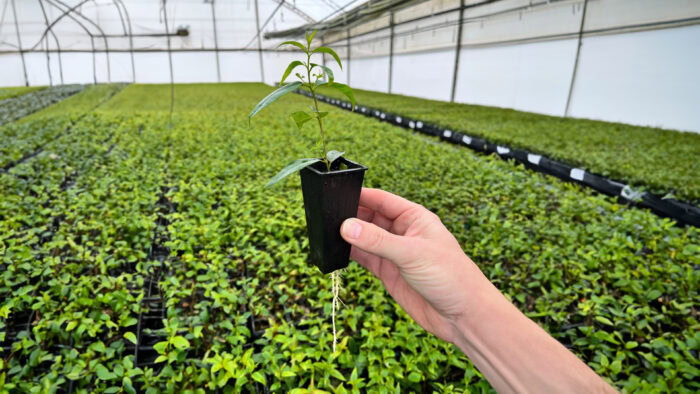 Enkel Plantje In Plantagen Binnen